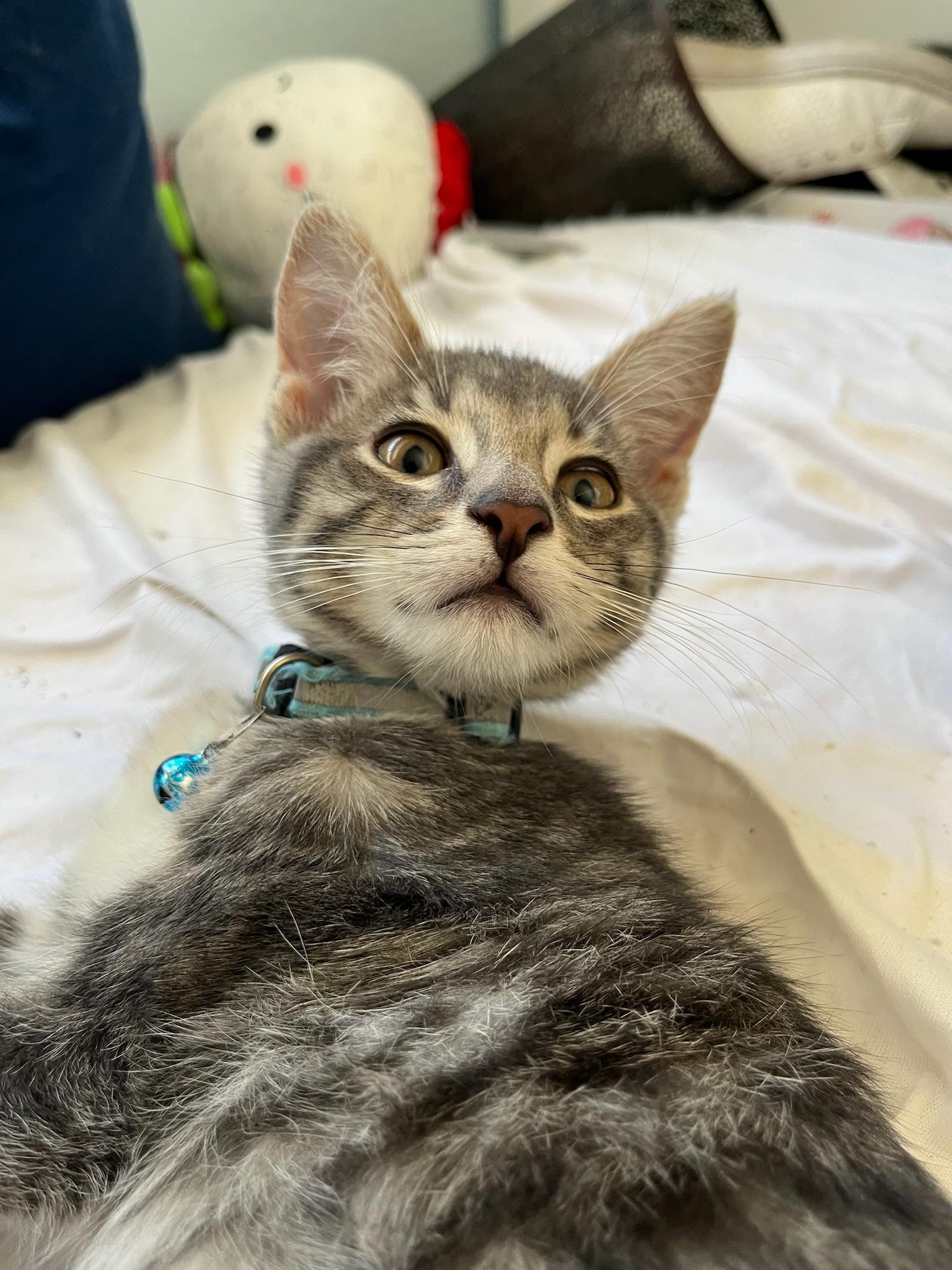 Gus (ed/ao)