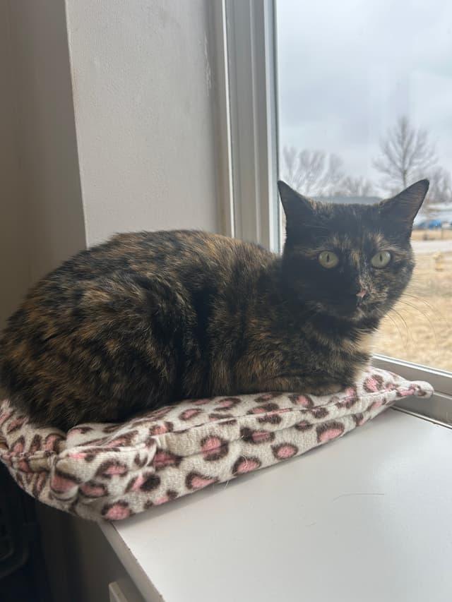 Enlarge Hula, a ADOPTABLE Tortoiseshell in Seward, NE image 4/4