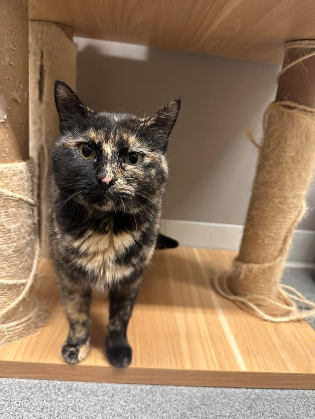 Enlarge Hula, a ADOPTABLE Tortoiseshell in Seward, NE image 2/4
