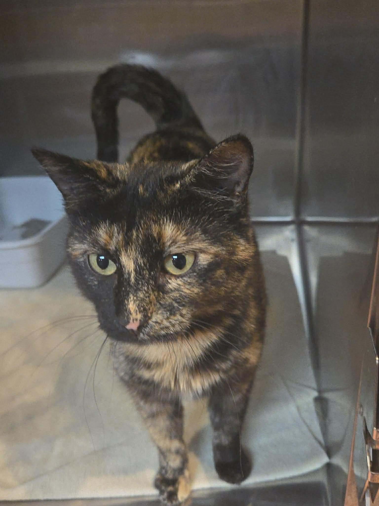 Enlarge Hula, a ADOPTABLE Tortoiseshell in Seward, NE image 1/1