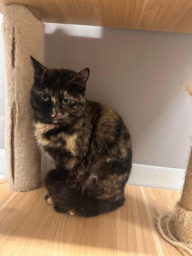 Enlarge Hula, a ADOPTABLE Tortoiseshell in Seward, NE image 3/4