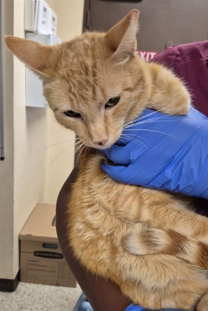 Enlarge PUNKY, a Adoptable Domestic Short Hair in Lodi, CA image 1/1