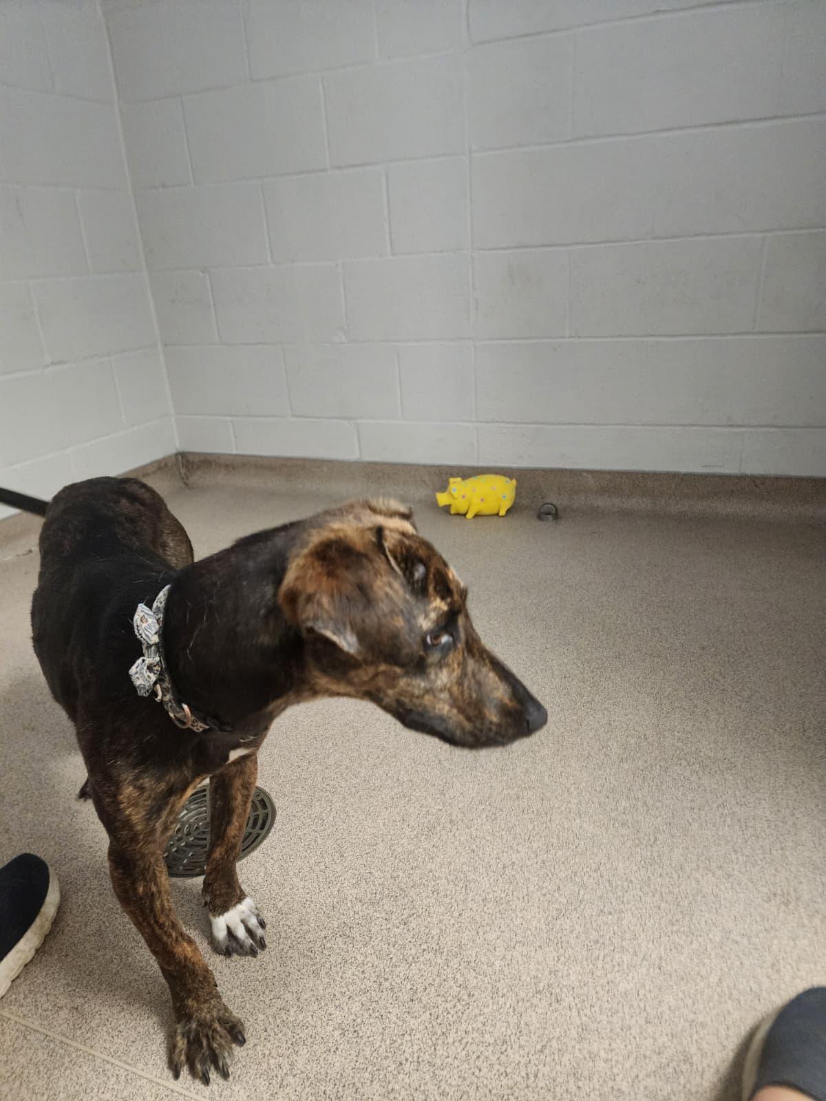 Gladys, an adopted mixed breed in Slidell, LA image 3/3