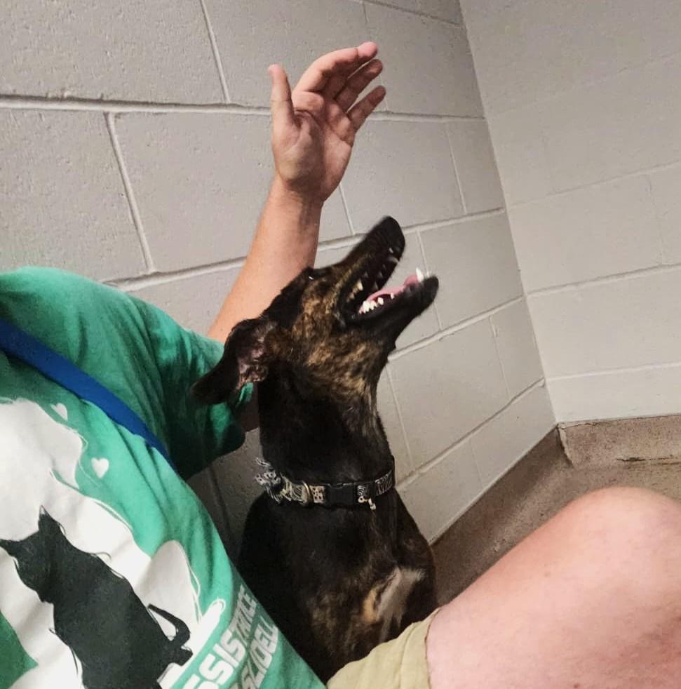 Gladys, an adopted mixed breed in Slidell, LA image 2/3