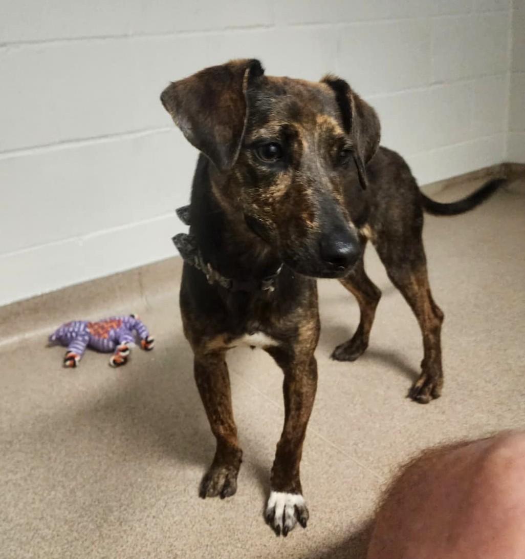 Gladys, an adopted mixed breed in Slidell, LA image 1/3