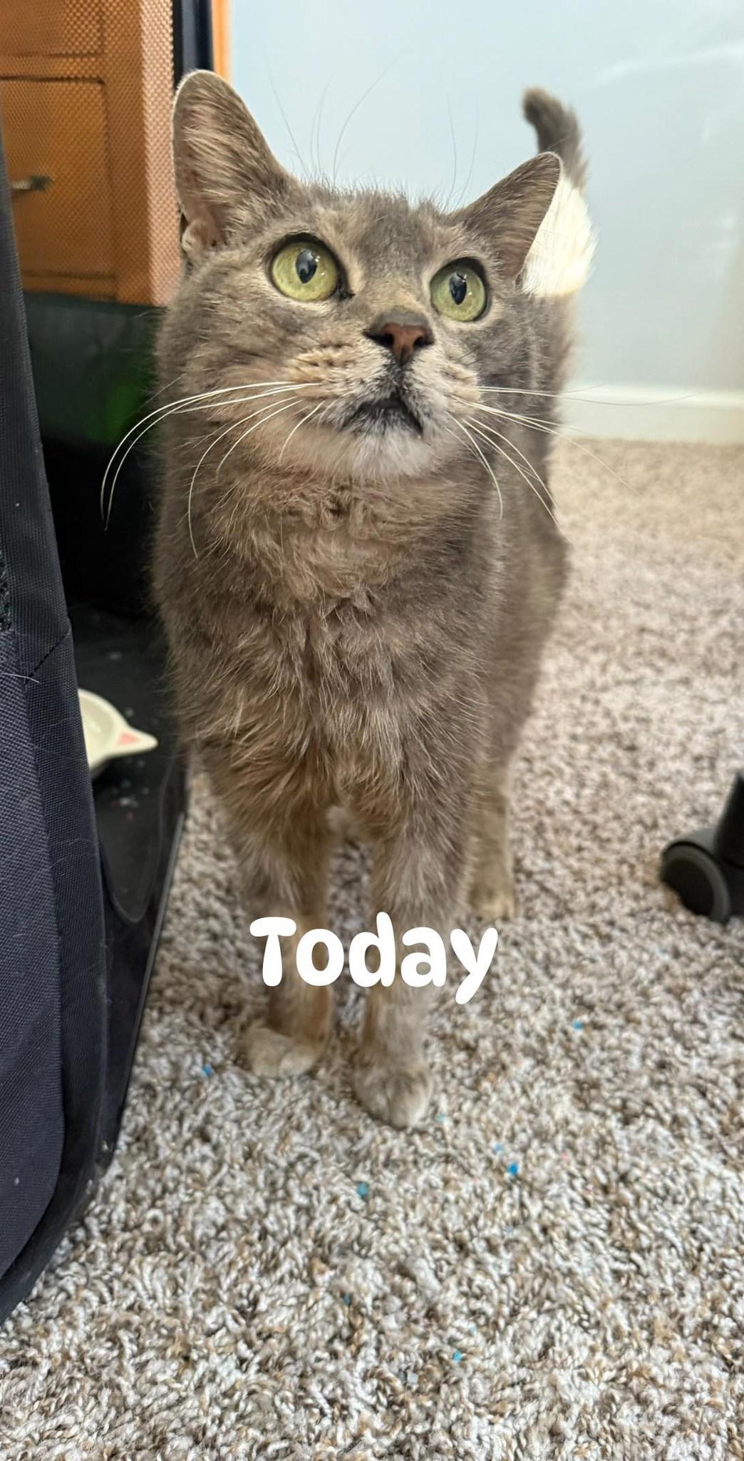Enlarge Miss Bee, a Adoptable Domestic Short Hair in Vine Grove, KY image 2/4