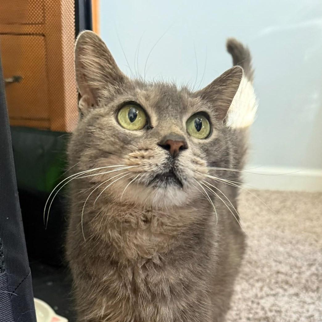 Enlarge Miss Bee, a Adoptable Domestic Short Hair in Vine Grove, KY image 1/4