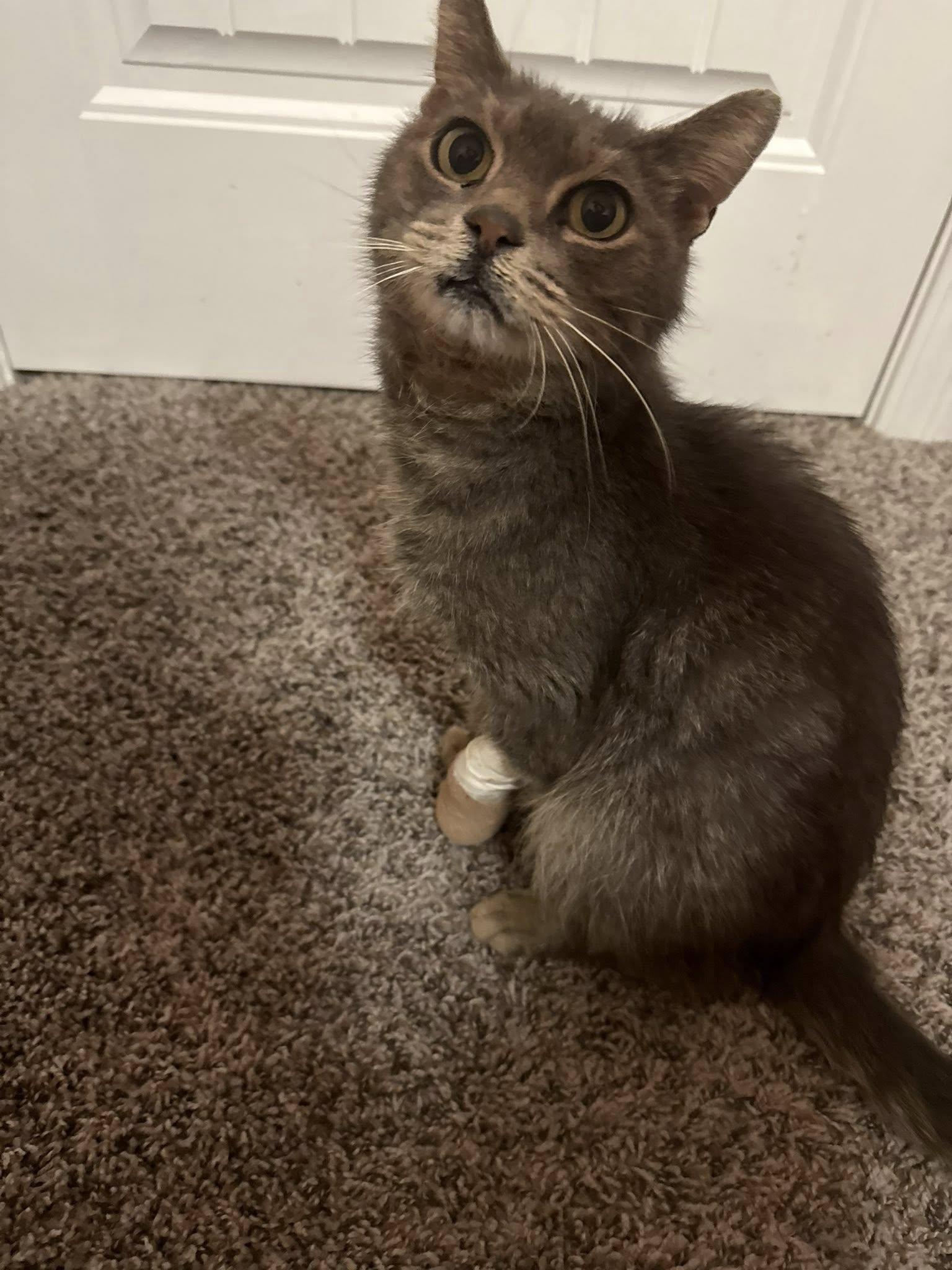 Enlarge Miss Bee, a Adoptable Domestic Short Hair in Vine Grove, KY image 3/4