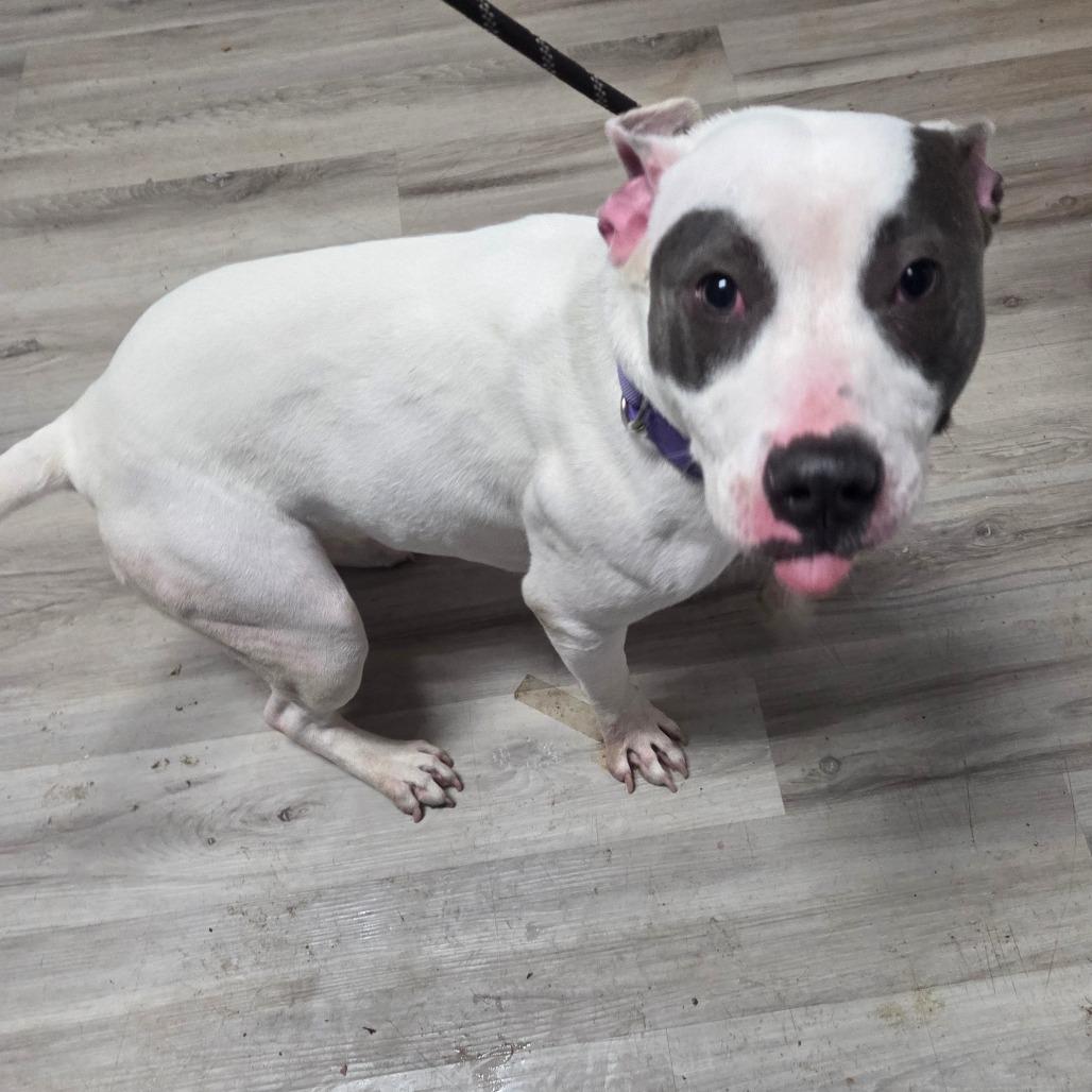 Lura, Adoptable, Adult Female Terrier.