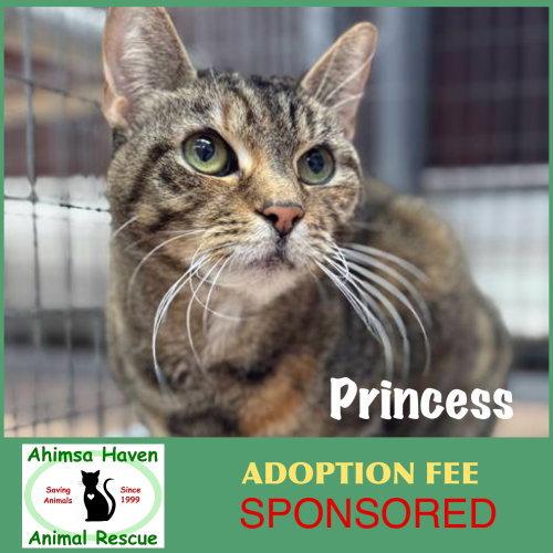 Enlarge Princess, a Adoptable Domestic Short Hair in Winchendon, MA image 1/3