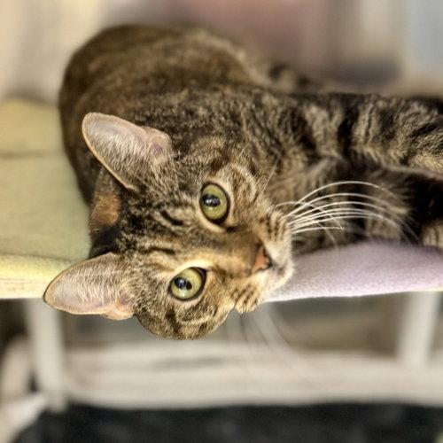 Enlarge Princess, a Adoptable Domestic Short Hair in Winchendon, MA image 2/3