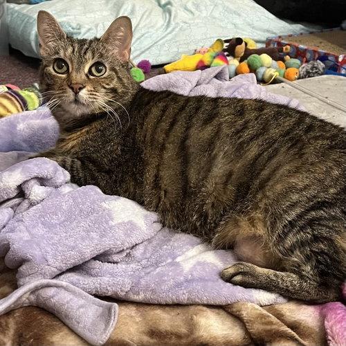 Enlarge Princess, a Adoptable Domestic Short Hair in Winchendon, MA image 3/3