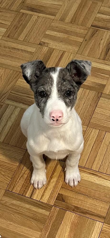 Maui, Adoptable, Puppy Male Australian Cattle Dog / Blue Heeler & Cattle Dog.