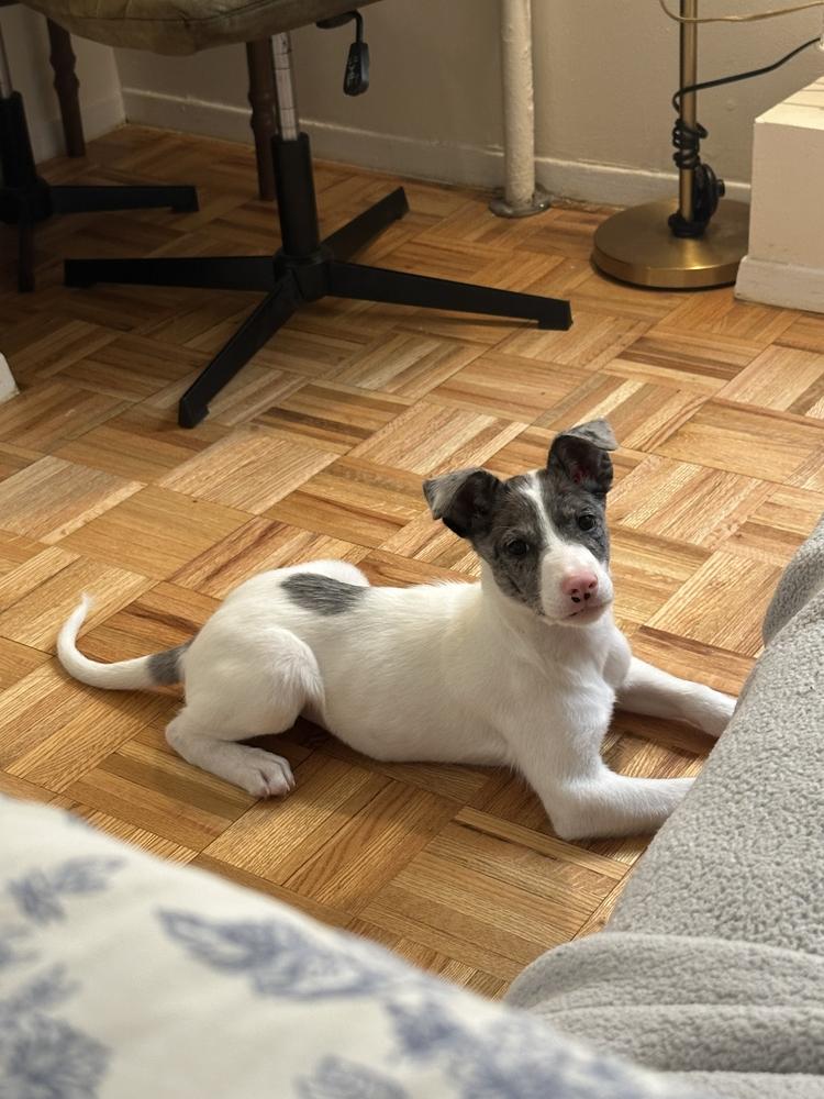 Enlarge Maui, a Adoptable mixed breed in Bronx, NY image 2/5