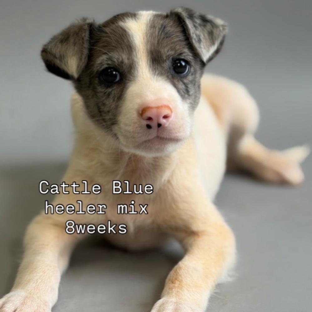 Enlarge Maui, a Adoptable mixed breed in Bronx, NY image 1/1