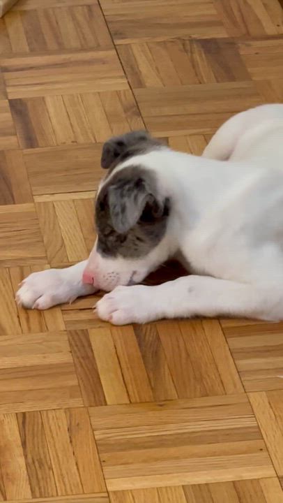Enlarge Maui, a Adoptable mixed breed in Bronx, NY video 5/5