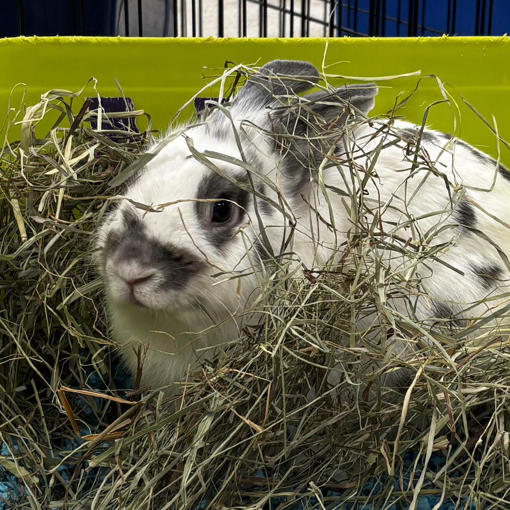 Mr. Peanut, Adoptable, Young Male Lionhead.
