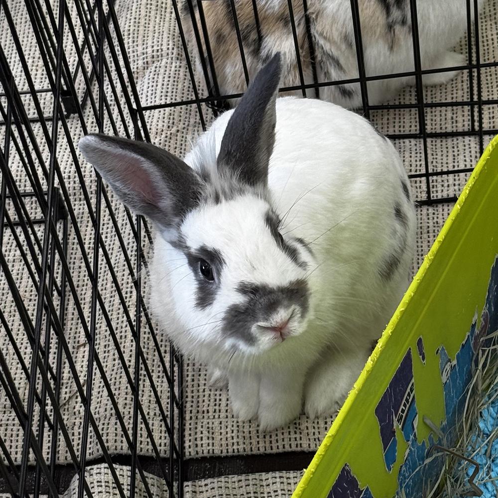 Enlarge Mr. Peanut, a Adoptable mixed breed in Houston, TX image 2/5