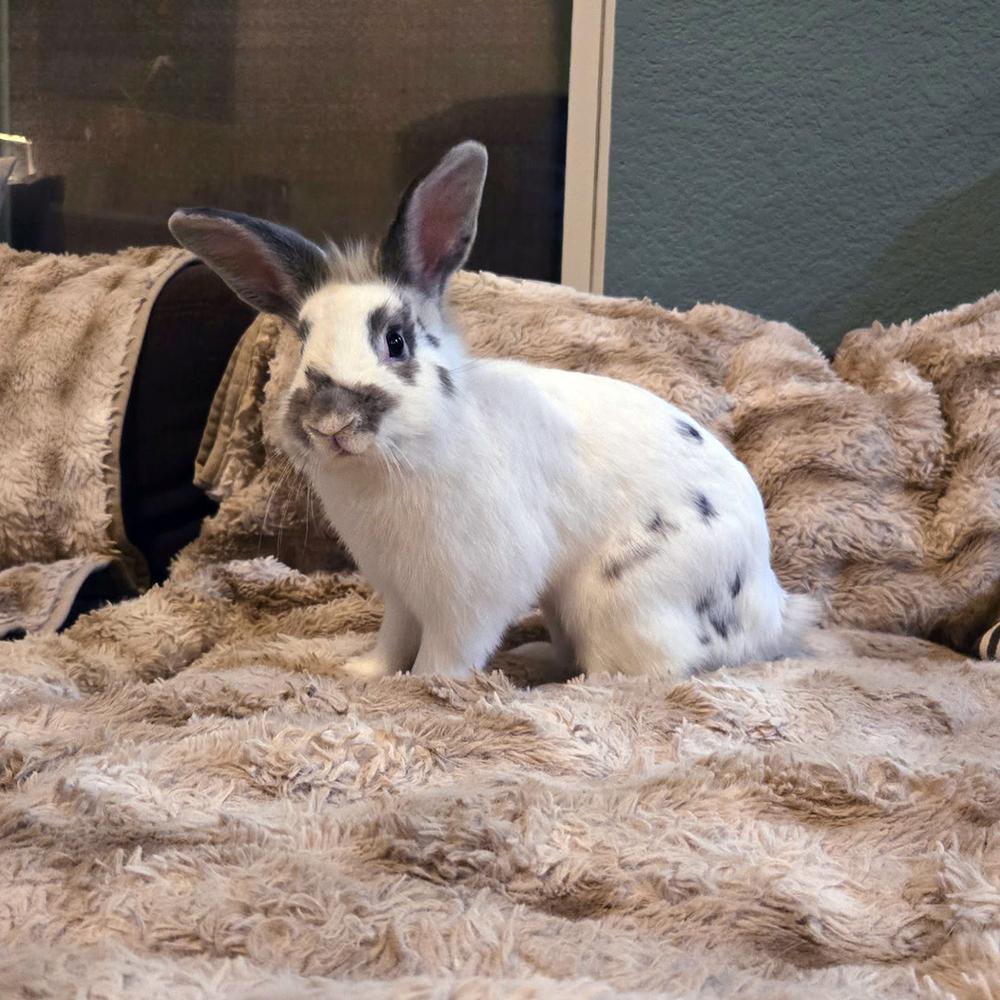 Enlarge Mr. Peanut, a Adoptable mixed breed in Houston, TX image 4/5