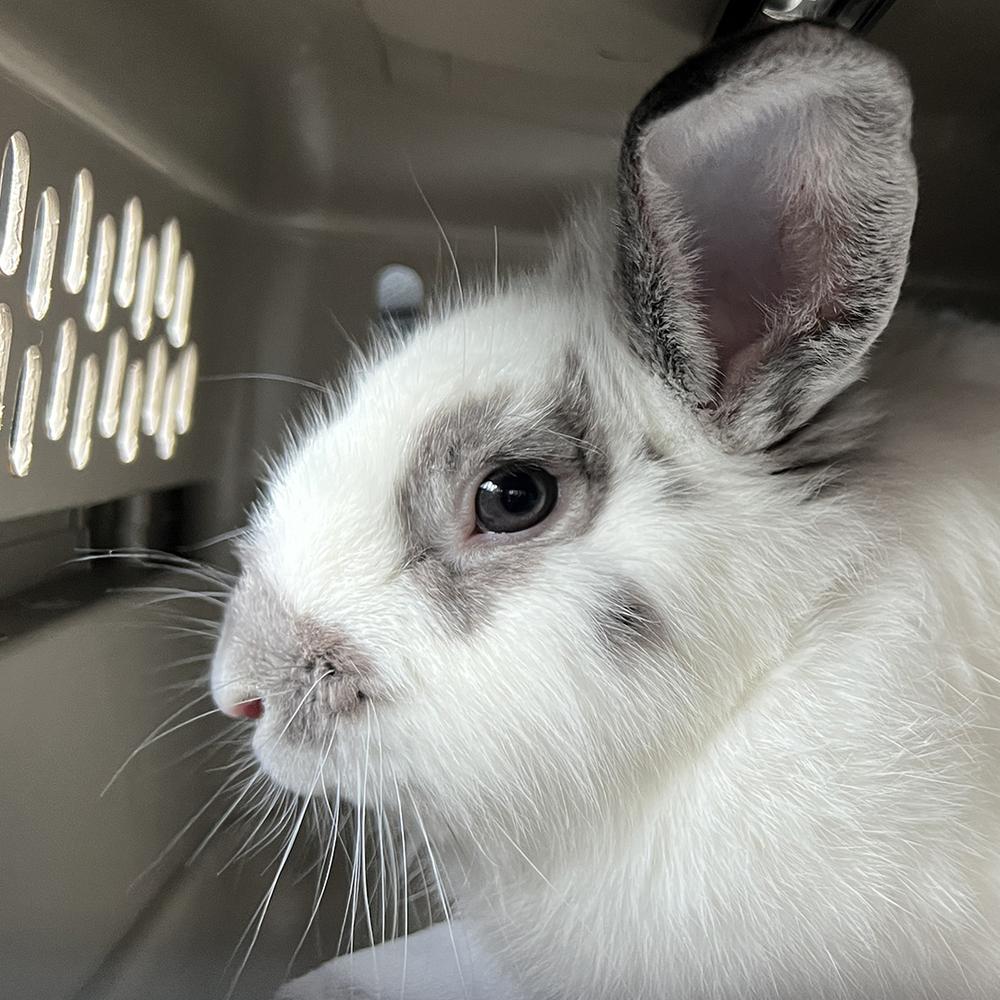 Enlarge Mr. Peanut, a Adoptable mixed breed in Houston, TX image 5/5