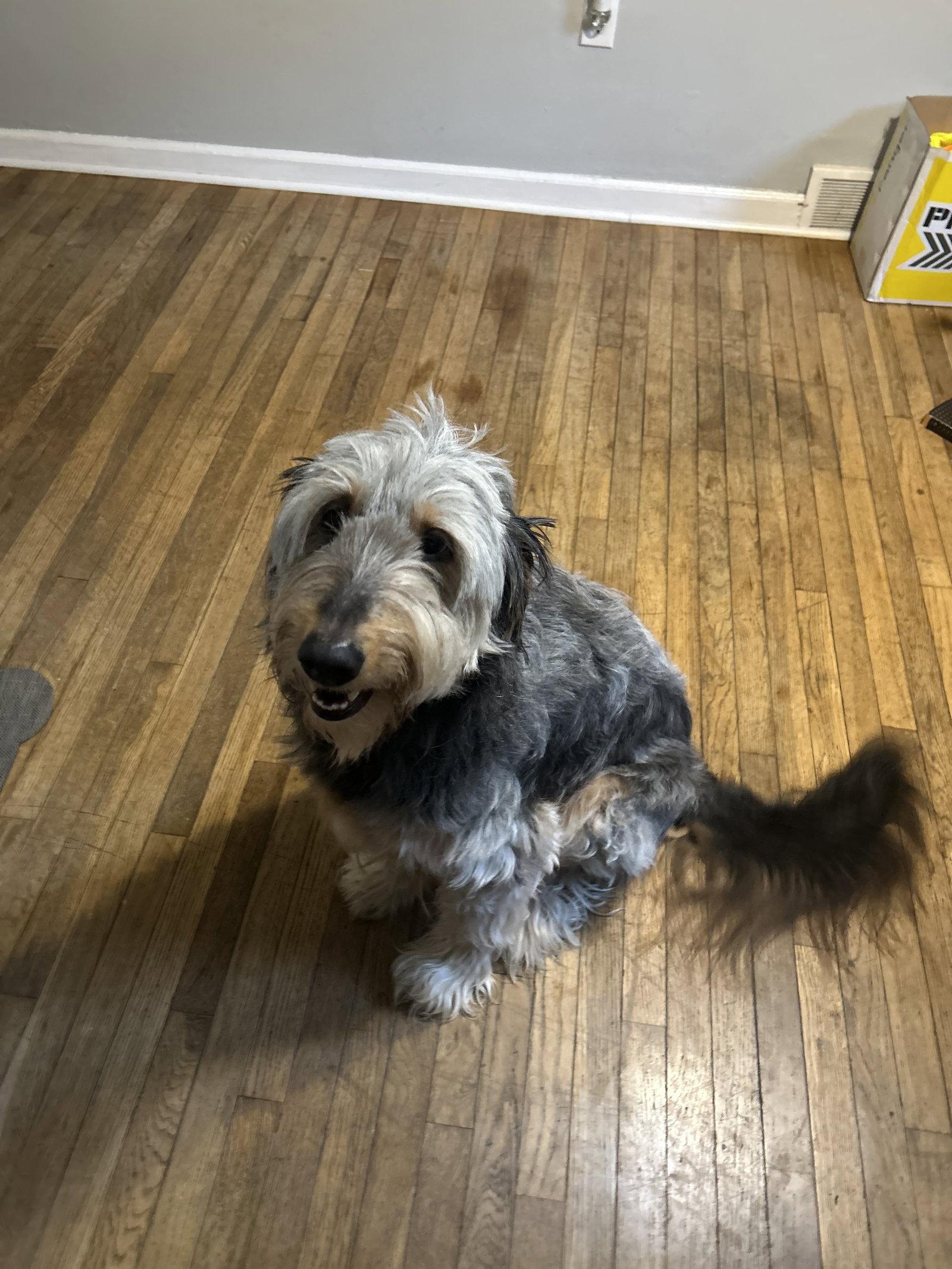 Oakley, Adoptable, Young Female Standard Poodle & Labrador Retriever.