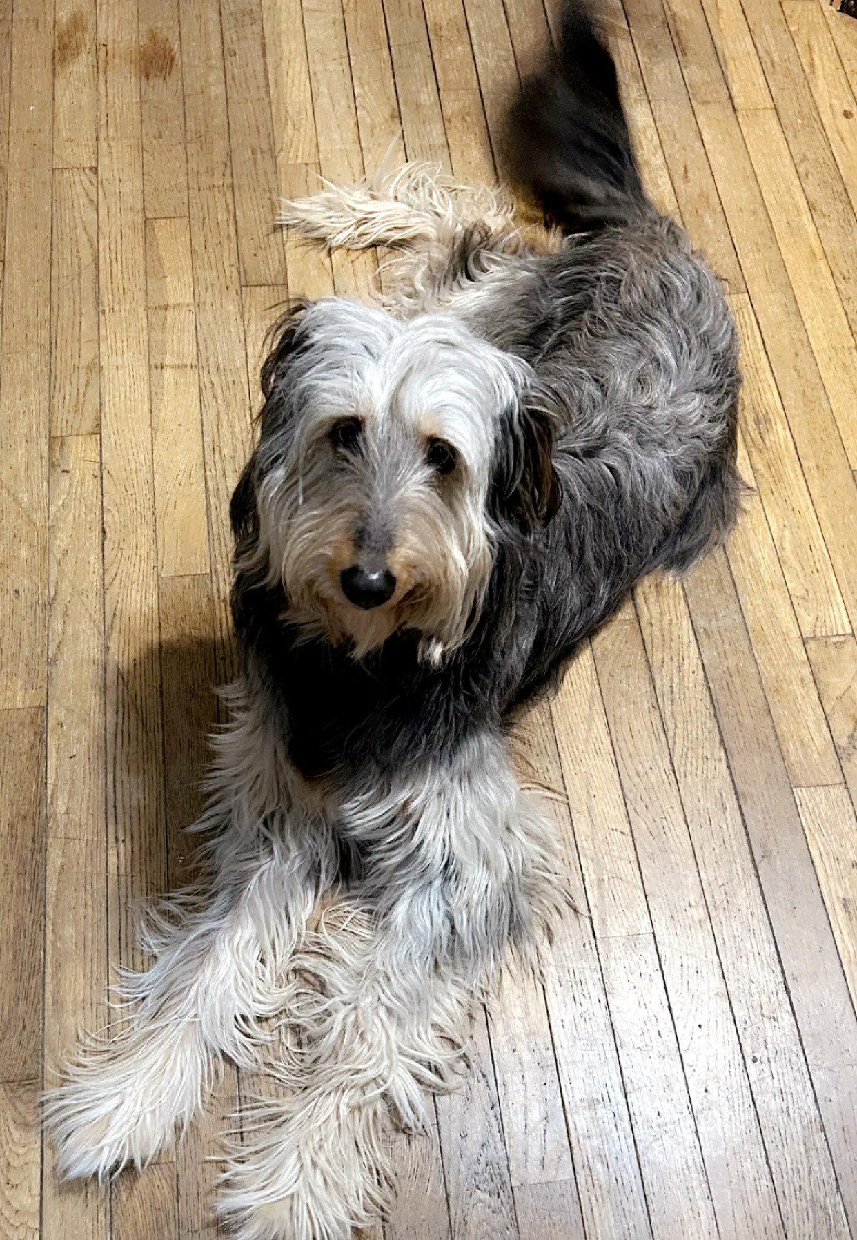 Enlarge Oakley, a Adopted mixed breed in Doylestown, PA image 2/3