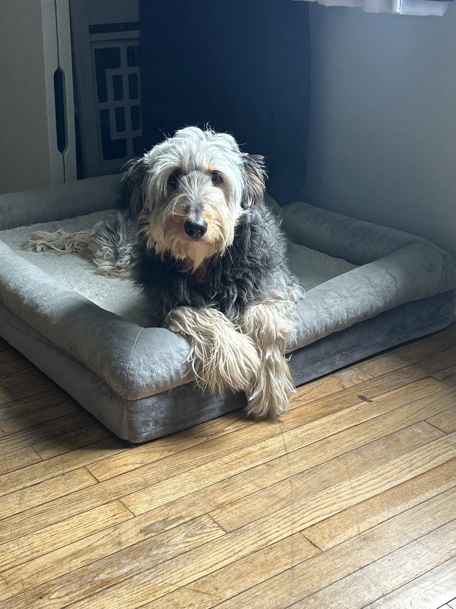 Enlarge Oakley, a Adopted mixed breed in Doylestown, PA image 3/3