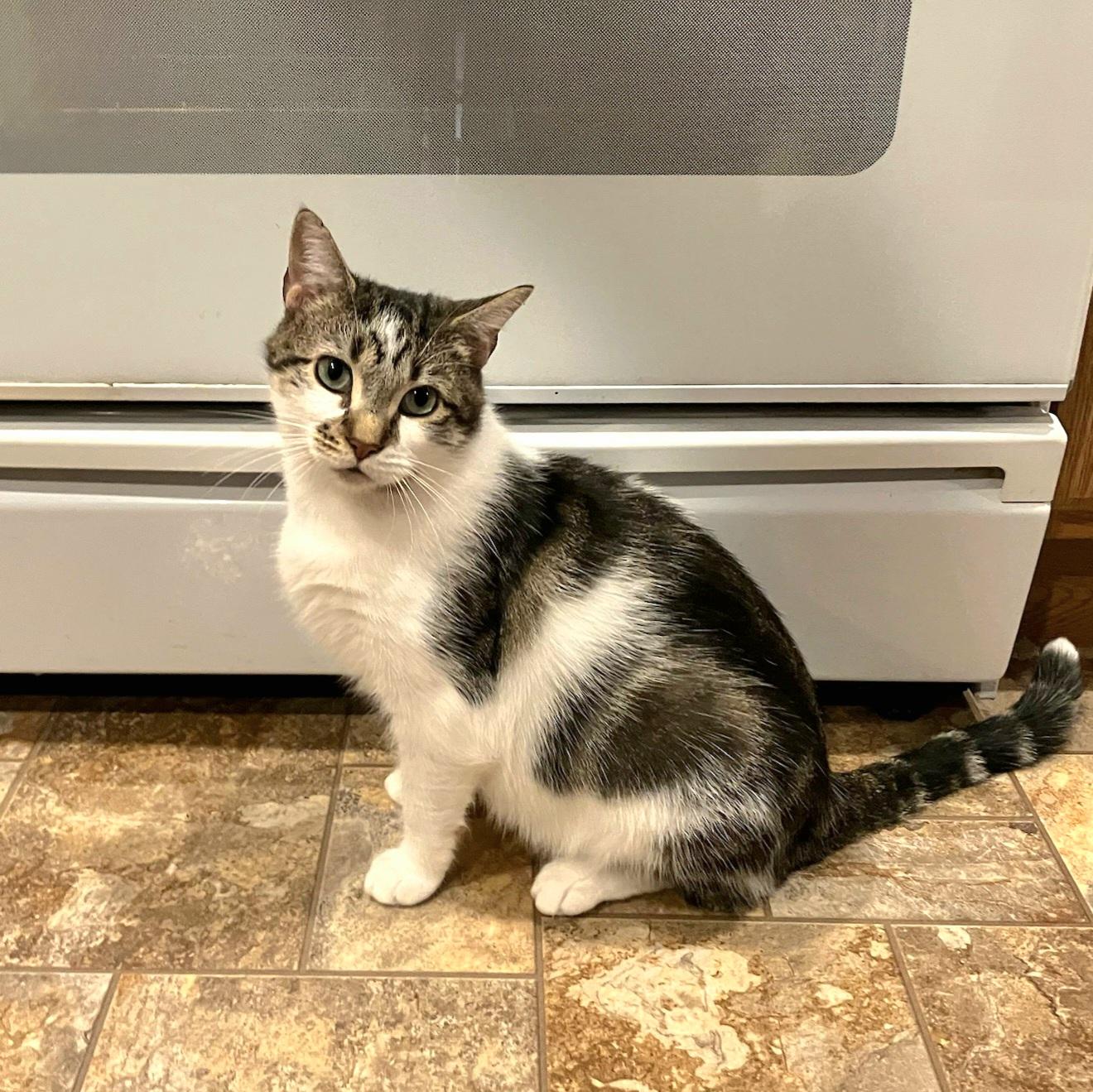 Lennon, ADOPTABLE, Young Male Domestic Short Hair.