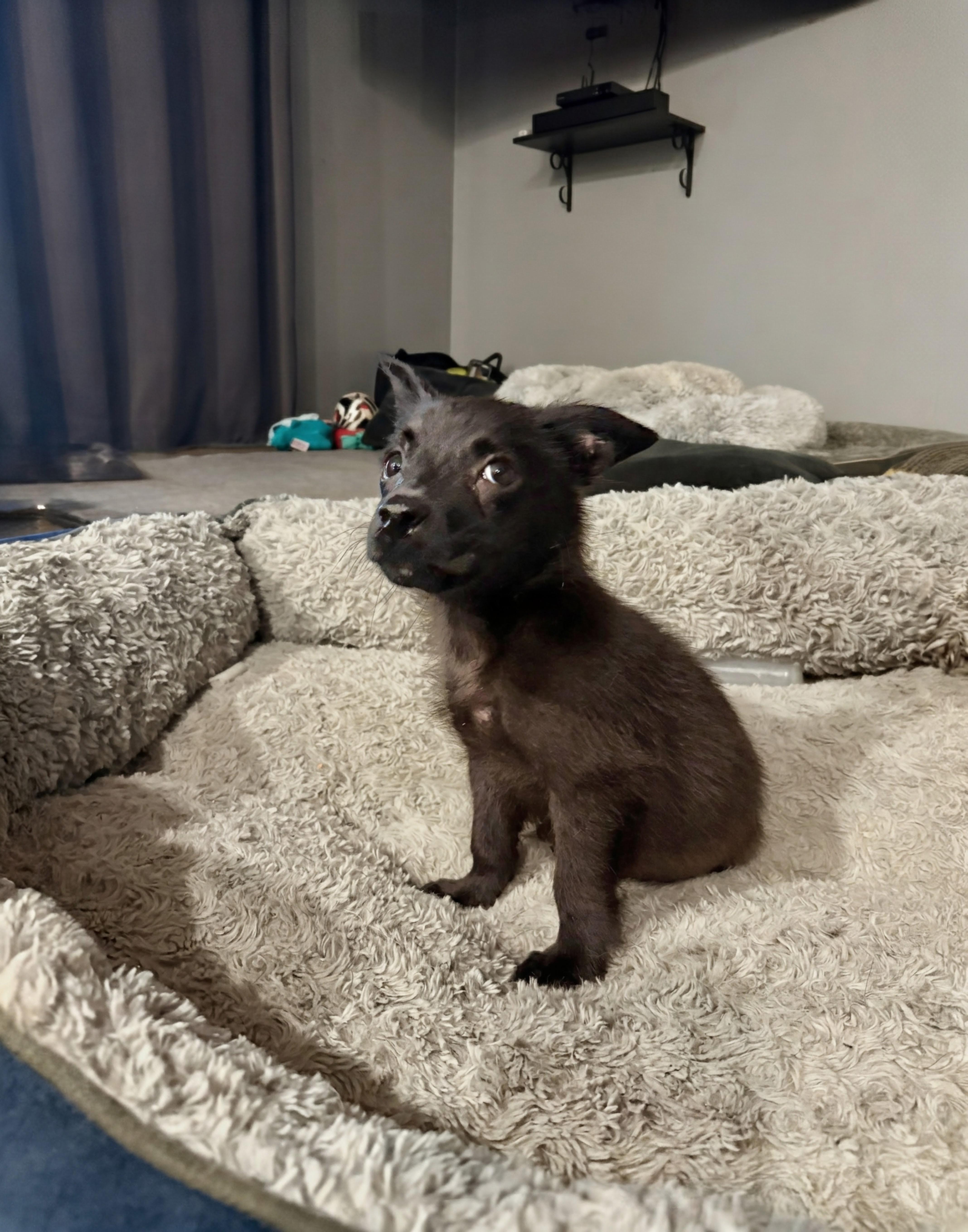 Cantina, an adopted mixed breed in Baltimore, MD image 5/5