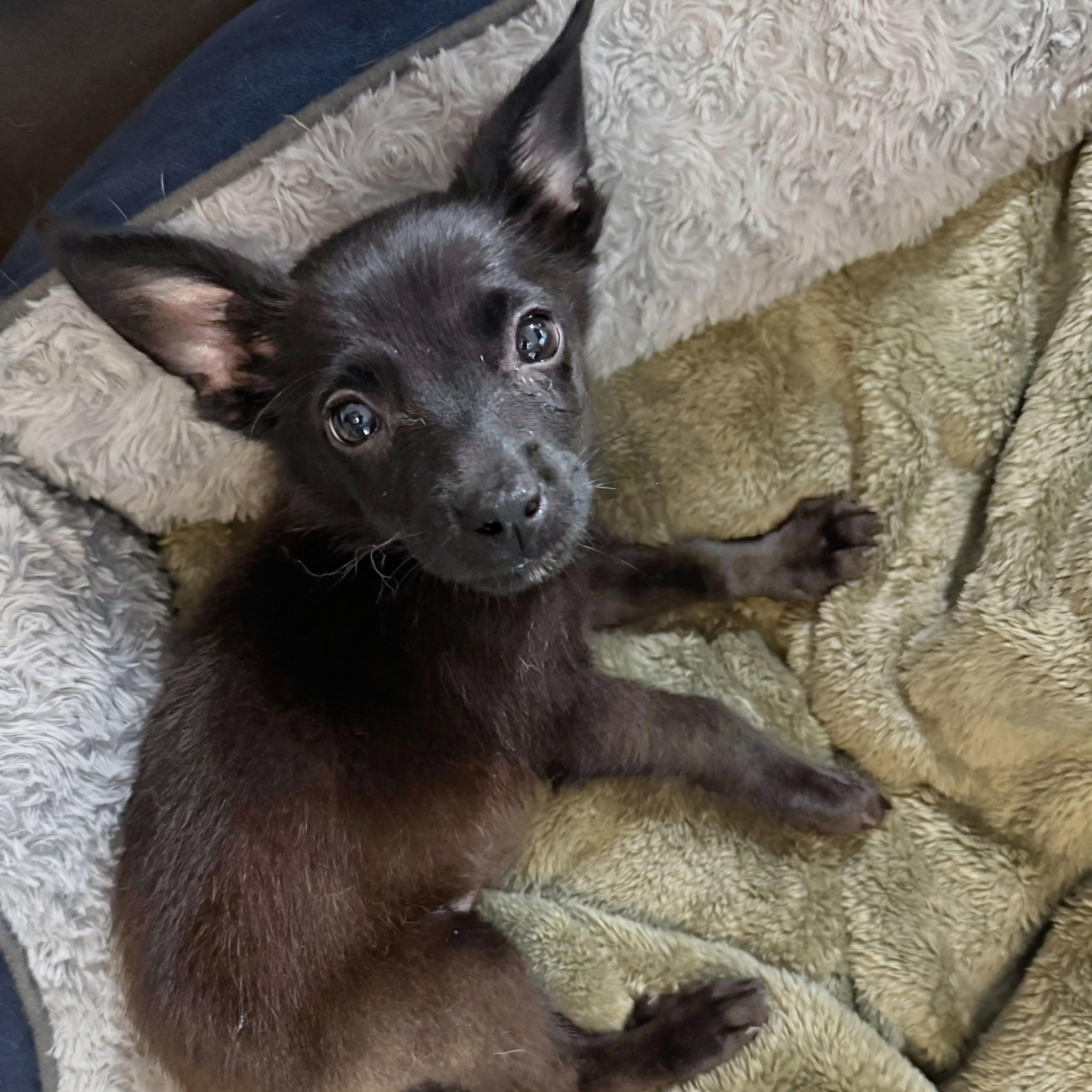 Cantina, adopted, Puppy Male Chihuahua.