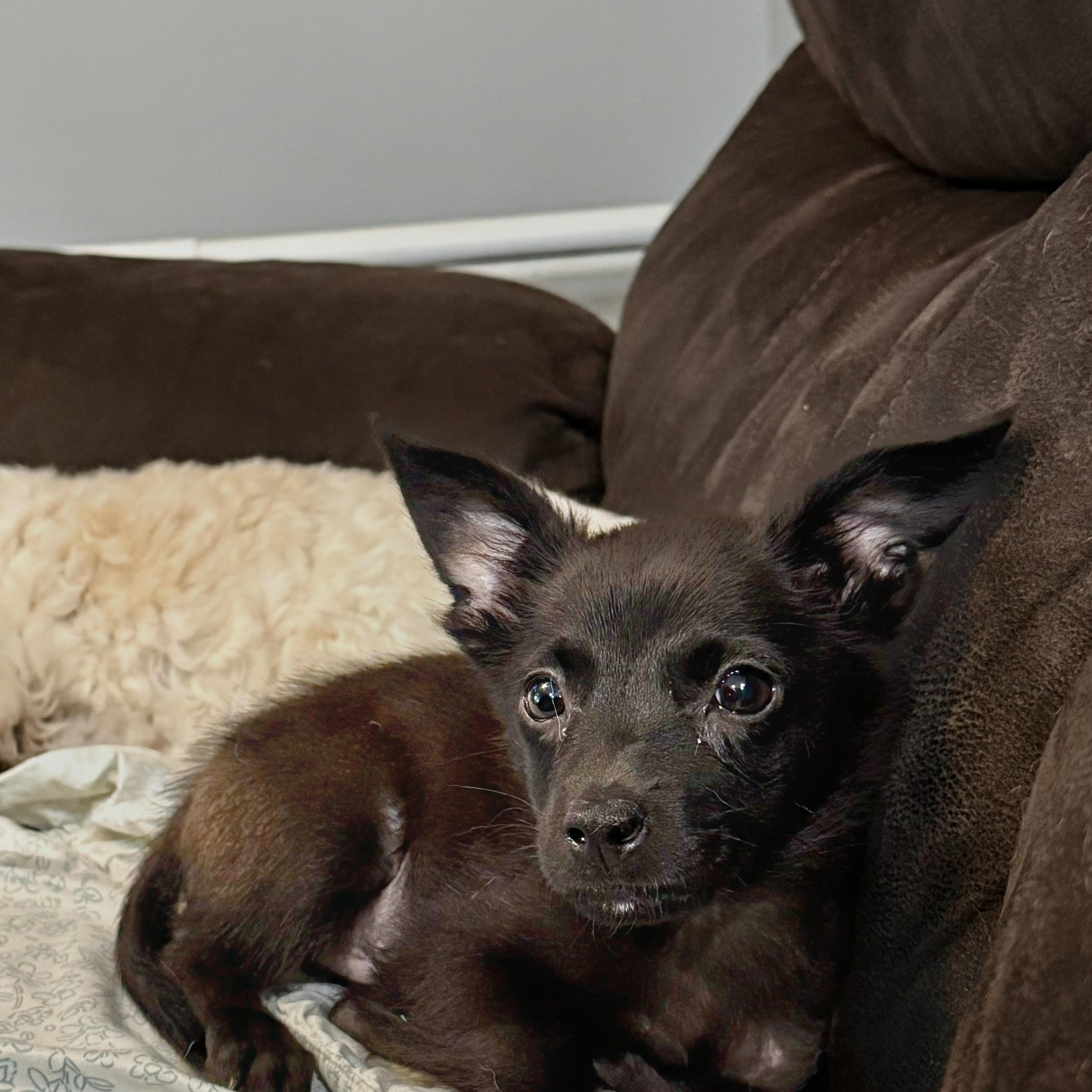 Cantina, an adopted mixed breed in Baltimore, MD image 3/5