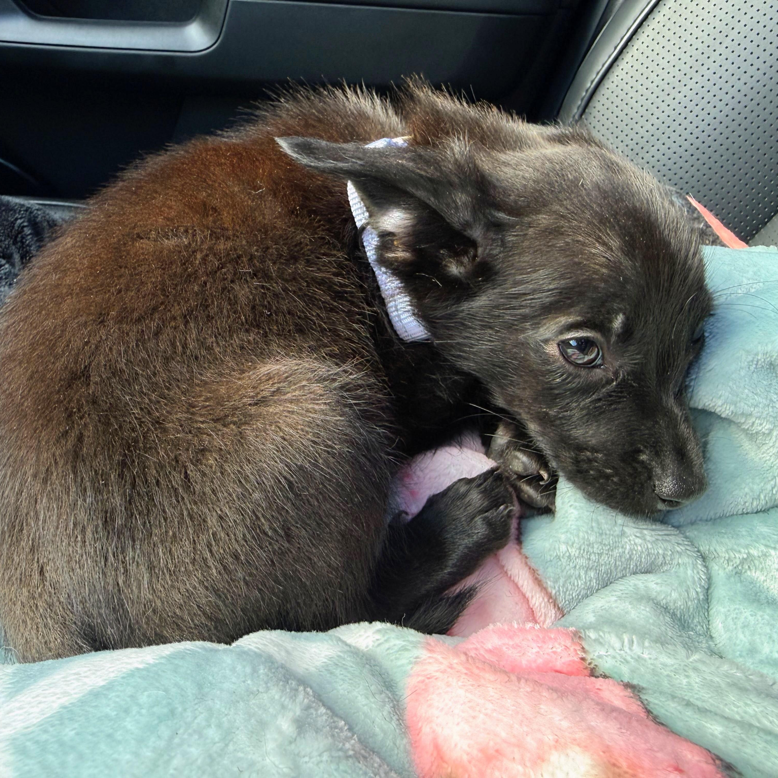 Cantina, an adopted mixed breed in Baltimore, MD image 2/5