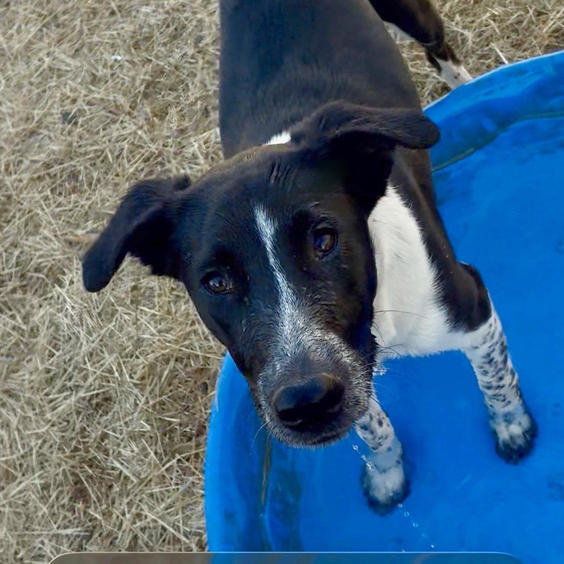 Enlarge Clifford (Cliff), a Adoptable mixed breed in Enfield, CT image 4/6