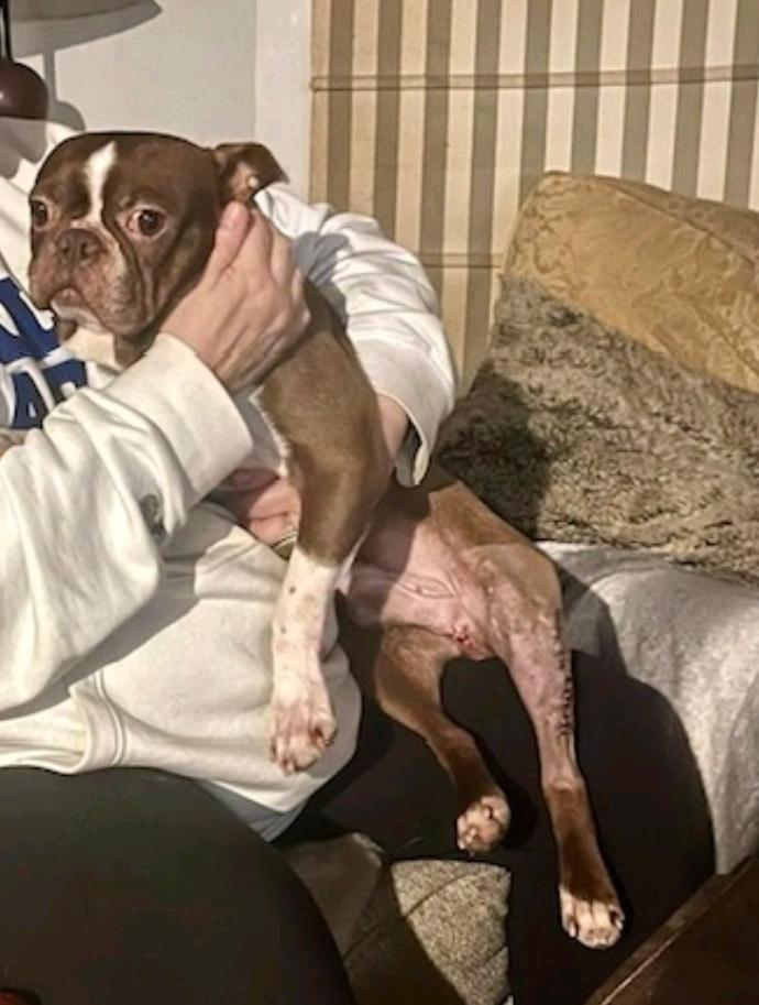 Big Clyde-Boston terrier, an adopted Boston Terrier in Hamburg, NY image 6/6