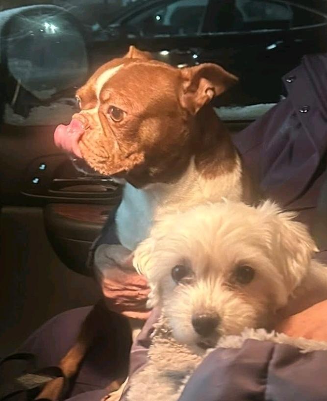 Enlarge Clyde, a ADOPTABLE Boston Terrier in Hamburg, NY image 3/3