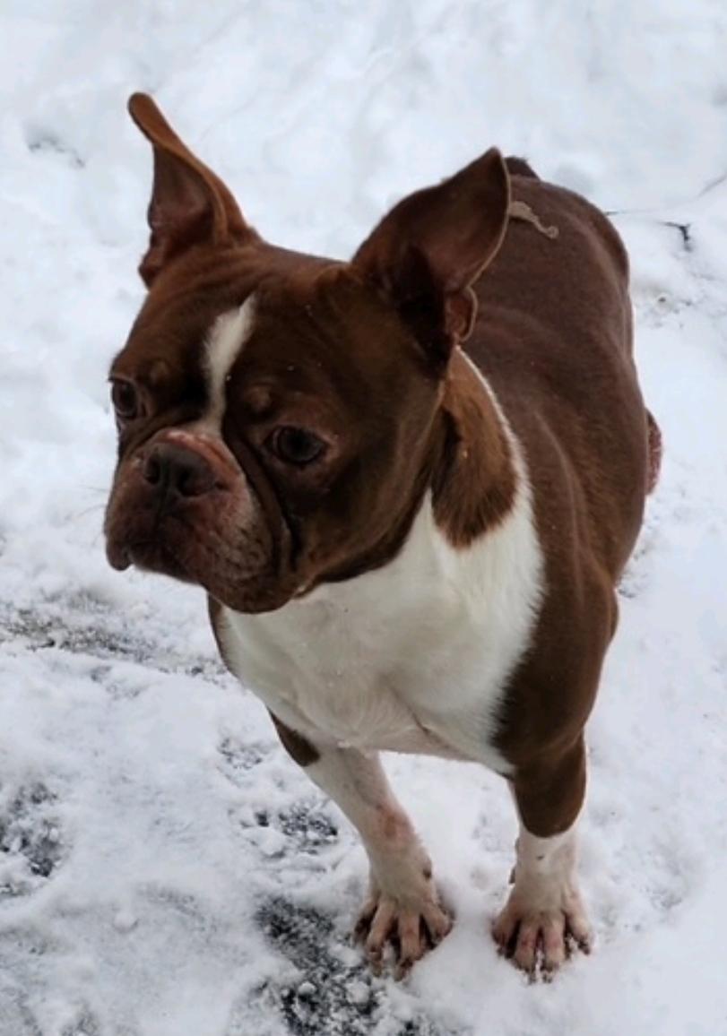 Clyde, ADOPTABLE, Adult Male Boston Terrier.