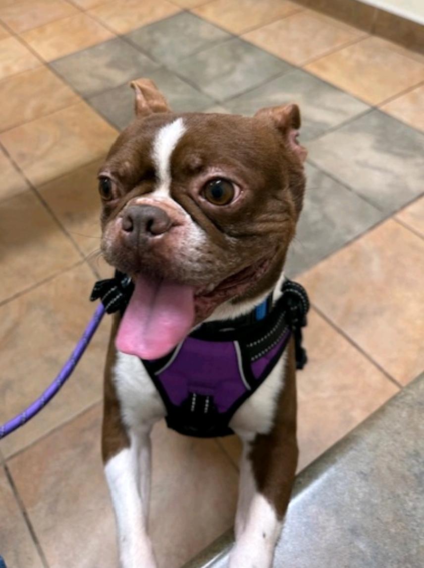 Big Clyde-Boston terrier, an adopted Boston Terrier in Hamburg, NY image 1/6