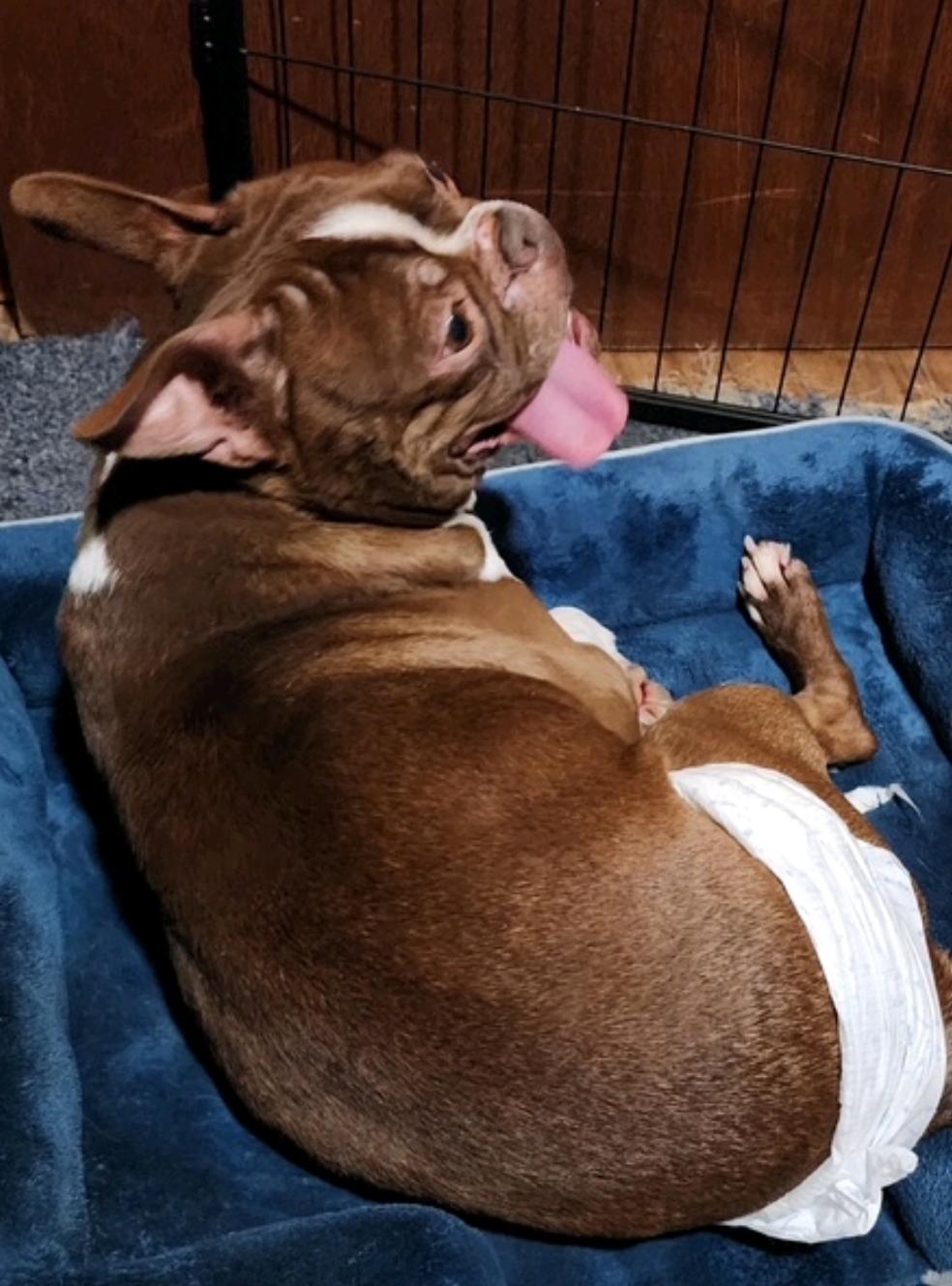 Enlarge Clyde, a ADOPTABLE Boston Terrier in Hamburg, NY image 2/3