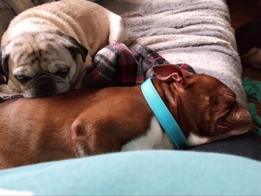 Big Clyde-Boston terrier, an adopted Boston Terrier in Hamburg, NY image 5/6