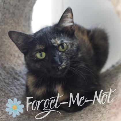 Junebug (bonded with Cricket), Adoptable, Kitten Female Domestic Short Hair & Domestic Short Hair.