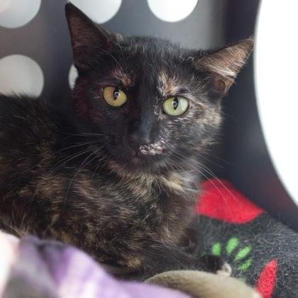 Junebug (bonded with Cricket), a Adoptable mixed breed in Verona, WI image 2/3