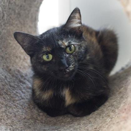 Junebug, a Adoptable mixed breed in Verona, WI image 2/3