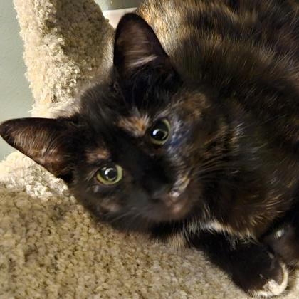 Junebug (bonded with Cricket), a Adoptable mixed breed in Verona, WI image 3/3