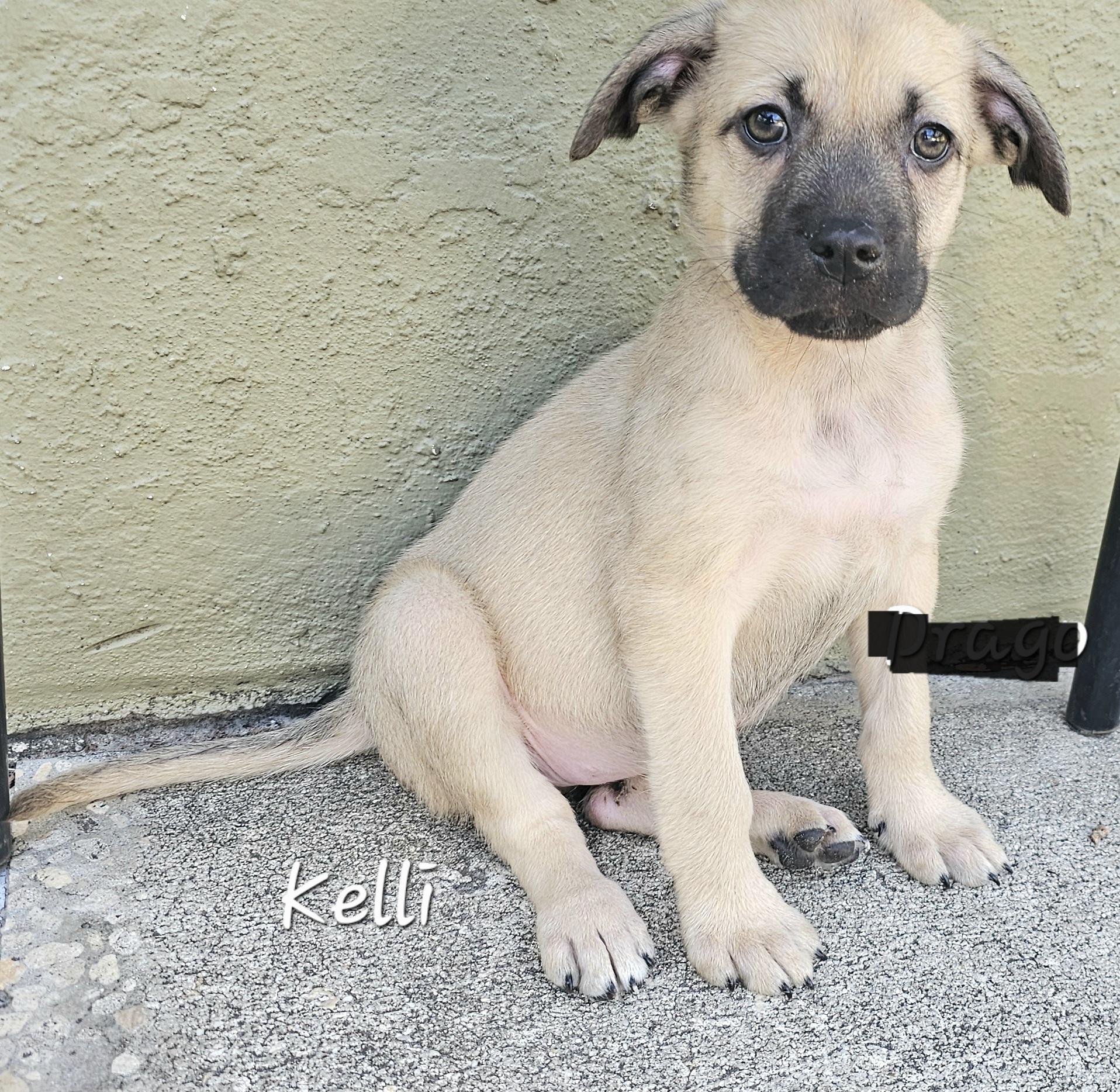 Enlarge Kelli, a ADOPTABLE mixed breed in Weeki Wachee, FL image 3/6