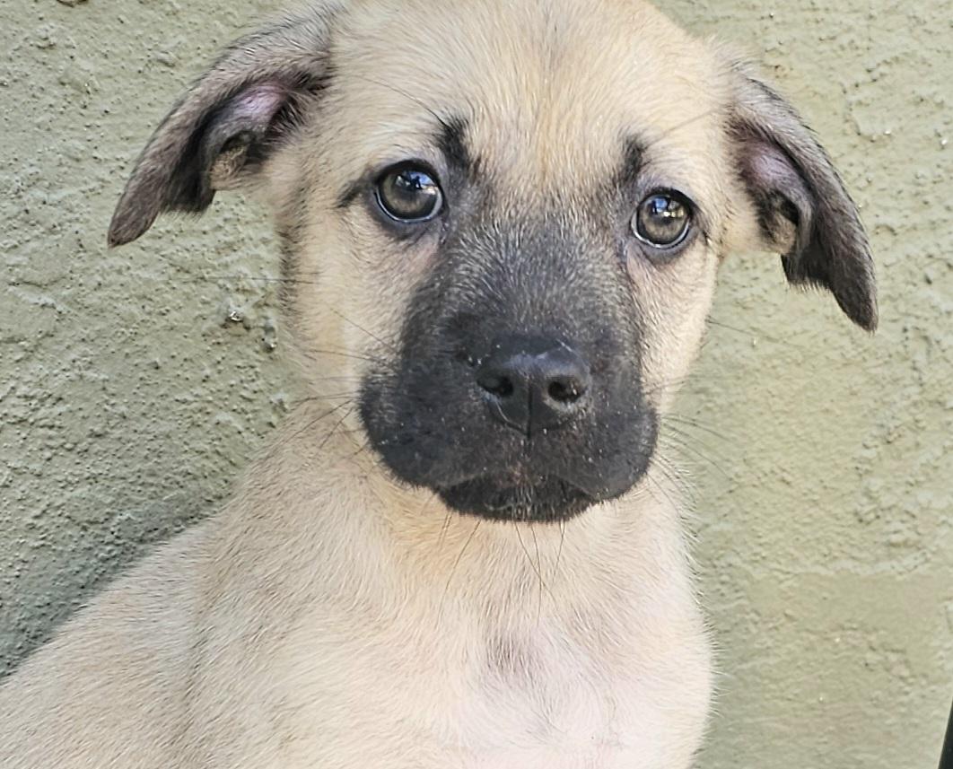 Enlarge Kelli, a ADOPTABLE mixed breed in Weeki Wachee, FL image 1/6