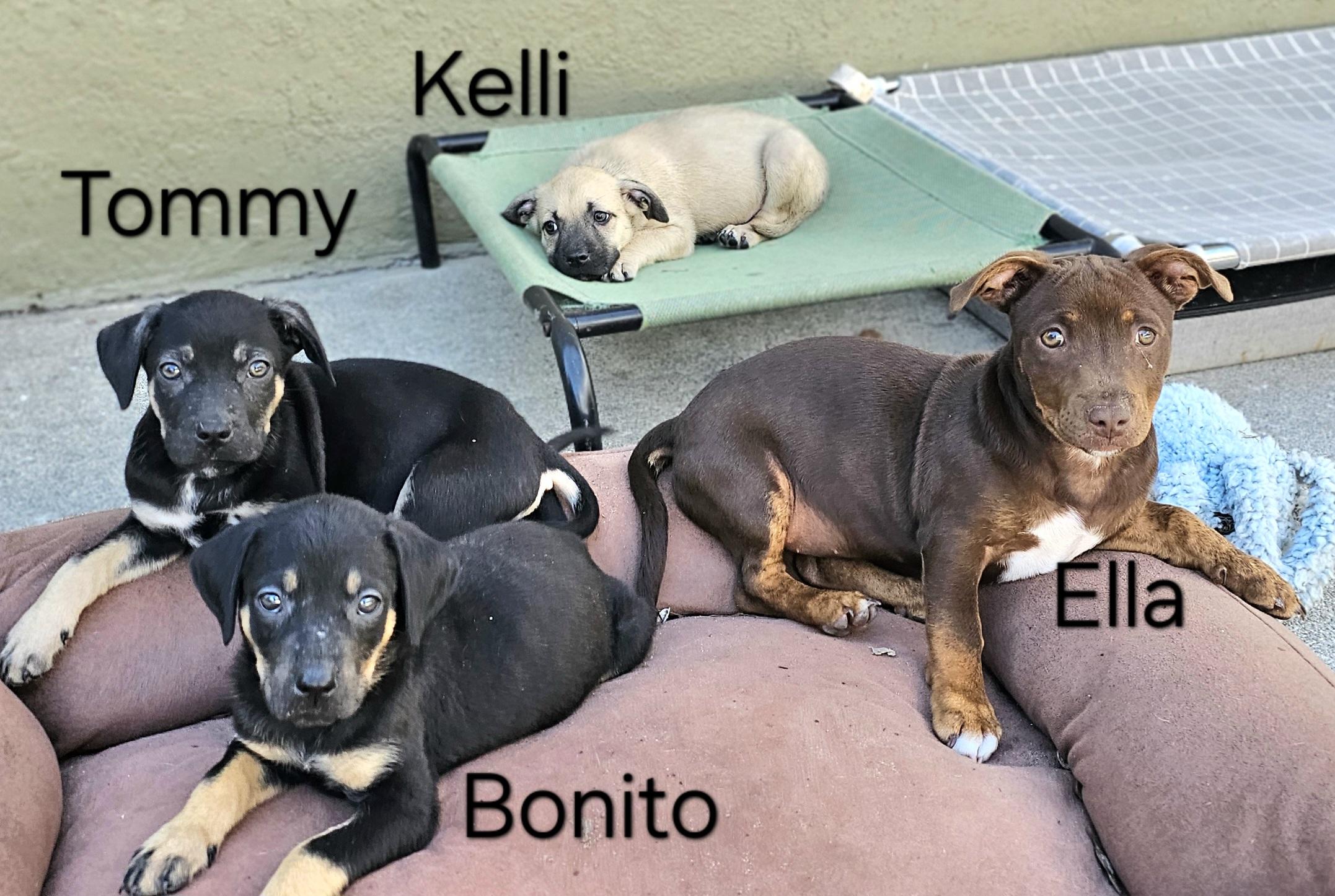 Enlarge Kelli, a ADOPTABLE mixed breed in Weeki Wachee, FL image 6/6