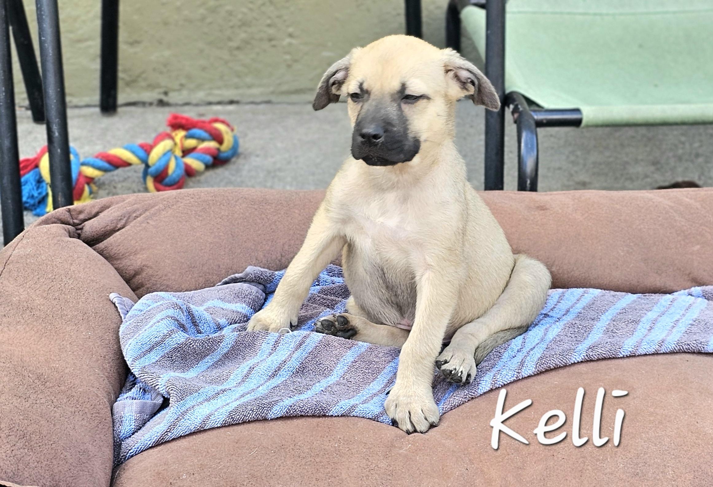 Enlarge Kelli, a ADOPTABLE mixed breed in Weeki Wachee, FL image 4/6