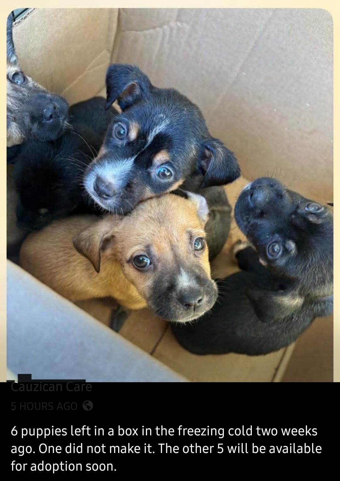 Enlarge Kelli, a ADOPTABLE mixed breed in Weeki Wachee, FL image 5/6