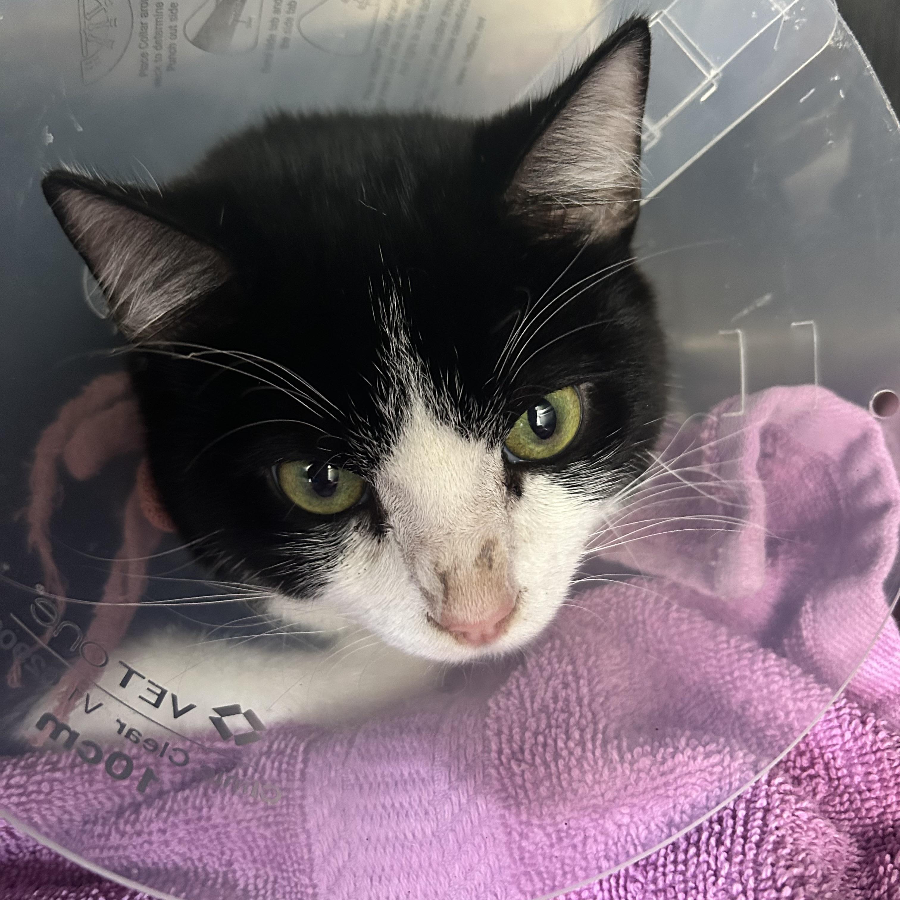 Domino, Adoptable, Young Male Domestic Short Hair.
