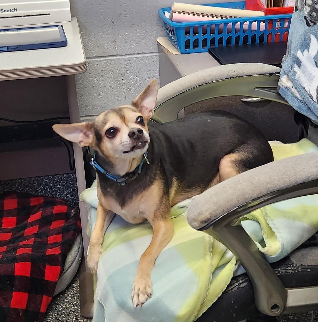 Enlarge Bruiser, an adopted mixed breed in Siloam Springs, AR image 2/5